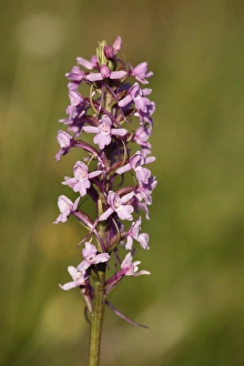 Fragrant Orchid -Gymnadenia conopsea-, Franconian Switzerland, Bavaria, Germany, Europe Fragrant Orchid -Gymnadenia conopsea-, Franconian Switzerland, Bavaria, Germany, Europe