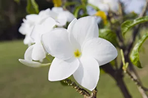 Frangipani flower -Plumeria-, Ko Samui, Thailand Frangipani flower -Plumeria-, Ko Samui, Thailand