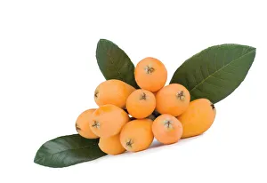 Fresh loquat (Eriobotrya) fruits and green leaves Fresh loquat (Eriobotrya) fruits and green leaves