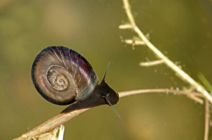 Freshwater Great Ramshorn Snail -Planorbarius corneus- under water Freshwater Great Ramshorn Snail -Planorbarius corneus- under water