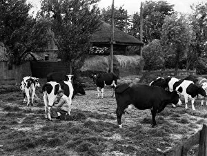 Herbert Felton (1888-1968) Photography Collection: Friesian Cows
