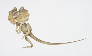 Frilled Lizard, Chlamydosaurus kingii, on its hind legs with a large frill around its neck Frilled Lizard, Chlamydosaurus kingii, on its hind legs with a large frill around its neck