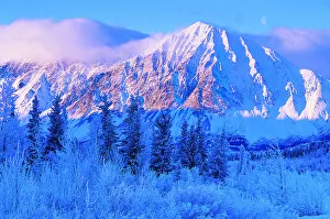 Frost Covered Douglas Firs With a Mountain in the Background, Kluane National Park, Yukon Frost Covered Douglas Firs With a Mountain in the Background, Kluane National Park, Yukon