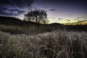 Frosted Grass and Reeds on a Freezing Cold Winter Morning at sunrise in the Magalieburg, Gauteng Province, South Africa Frosted Grass and Reeds on a Freezing Cold Winter Morning at sunrise in the Magalieburg, Gauteng Province, South Africa