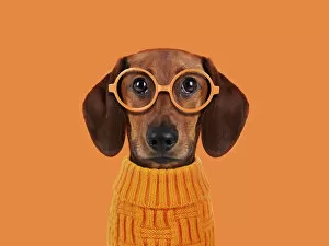 Dogs Collection: Funny dog with orange glasses
