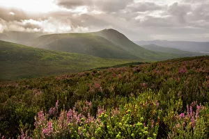 Fynbos heathland in the Walkerbay with dramatic clouds, Grootbos, Gansbay, Western Cape Fynbos heathland in the Walkerbay with dramatic clouds, Grootbos, Gansbay, Western Cape