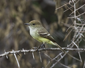Galapagos Flycatcher or Large-billed Flycatcher -Myiarchus magnirostris-, Isla Isabella, Galapagos Islands Galapagos Flycatcher or Large-billed Flycatcher -Myiarchus magnirostris-, Isla Isabella, Galapagos Islands