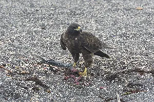 Galapagos Hawk -Buteo galapagoensis- with a caught fish, Narborough Island, Galapagos Islands Galapagos Hawk -Buteo galapagoensis- with a caught fish, Narborough Island, Galapagos Islands