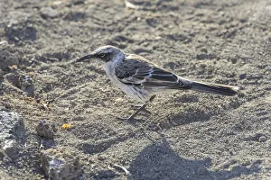 Galapagos Mockingbird -Mimus parvulus-, Isla Genovesa, Galapagos Islands Galapagos Mockingbird -Mimus parvulus-, Isla Genovesa, Galapagos Islands