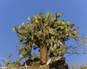 Galapagos Prickly Pear -Opuntia echios-, Genovesa Island, Galapagos Islands, Ecuador Galapagos Prickly Pear -Opuntia echios-, Genovesa Island, Galapagos Islands, Ecuador