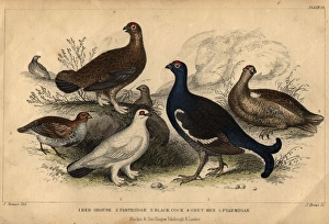 Game Birds Game Birds
