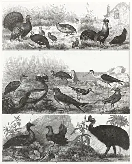 Gamebirds Engraving 1851 Gamebirds Engraving 1851