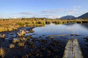 Gangplank on a marshland pond, bog in the prealpine lands, near Raubling, Bavaria, Germany, Europe Gangplank on a marshland pond, bog in the prealpine lands, near Raubling, Bavaria, Germany, Europe