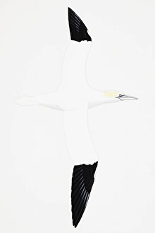 Gannet (Morus bassanus), adult during breeding season, head brushed with delicate yellow Gannet (Morus bassanus), adult during breeding season, head brushed with delicate yellow