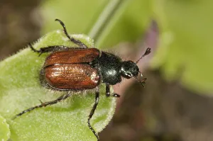 Garden Foliage Beetle or Common Cockchafer -Phyllopertha horticola-, Untergroningen Garden Foliage Beetle or Common Cockchafer -Phyllopertha horticola-, Untergroningen