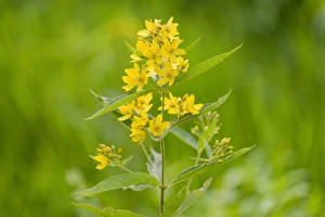 Garden Loosestrife or Yellow Loosestrife -Lysimachia vulgaris-, blooming, Lower Saxony, Germany Garden Loosestrife or Yellow Loosestrife -Lysimachia vulgaris-, blooming, Lower Saxony, Germany
