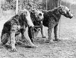 1930 1939 Collection: Gas Masks For Dogs