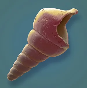 Gastropod microfossil, SEM Gastropod microfossil, SEM