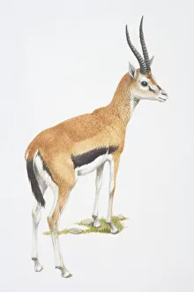 Collections/dorling kindersley prints/gazella thomsonii thomsons gazelle view Collections/dorling kindersley prints/gazella thomsonii thomsons gazelle view
