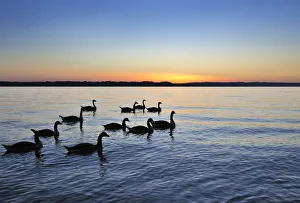 Geese in the sunset on Starnberger See or Lake Starnberg in Ambach, Muensing Geese in the sunset on Starnberger See or Lake Starnberg in Ambach, Muensing