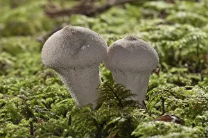 Gem-studded Puffball or the Devils Snuff-box -Lycoperdon perlatum-, Untergroningen, Abtsgmuend, Baden-Wurttemberg Gem-studded Puffball or the Devils Snuff-box -Lycoperdon perlatum-, Untergroningen, Abtsgmuend, Baden-Wurttemberg