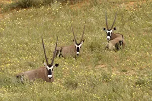 Gemsbok, Kgalagadi Transfrontier NP, South Africa Gemsbok, Kgalagadi Transfrontier NP, South Africa