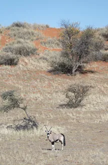 Gemsbok -Oryx gazella-, Kalahari, Namibia Gemsbok -Oryx gazella-, Kalahari, Namibia