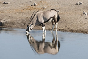 Gemsbok -Oryx gazella- standing in the water drinking, Chudop waterhole, Etosha National Park, Namibia Gemsbok -Oryx gazella- standing in the water drinking, Chudop waterhole, Etosha National Park, Namibia