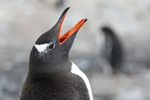 Gentoo Penguin -Pygoscelis papua- calling, portrait, Cuverville Island, Antarctic Peninsula, Antarctica Gentoo Penguin -Pygoscelis papua- calling, portrait, Cuverville Island, Antarctic Peninsula, Antarctica