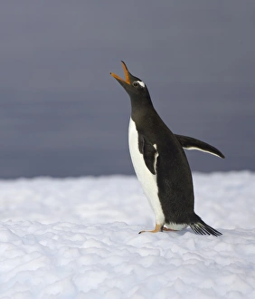 Gentoo penguin vocalizing, Antarctic Peninsula Gentoo penguin vocalizing, Antarctic Peninsula