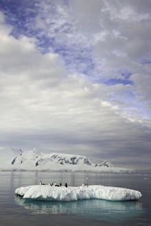 Gentoo penguins on ice floe, Antarctic Pen Gentoo penguins on ice floe, Antarctic Pen
