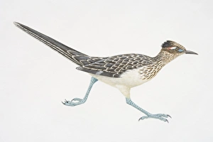 Geoccyx californianus, running Greater Roadrunner, side view Geoccyx californianus, running Greater Roadrunner, side view