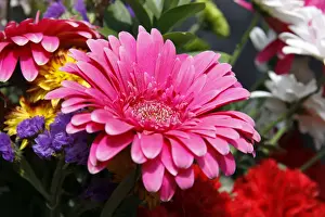 Daytime Flower Blooms Prints: Gerbera -Gerbera-