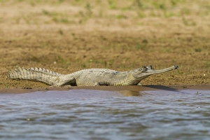 Gharial -Gavialis gangeticus-, Chambal River, Rajasthan, India Gharial -Gavialis gangeticus-, Chambal River, Rajasthan, India