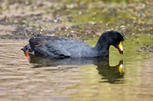 Giant Coot (Fulica gigantea), Atacama Desert, Antofagasta Region, Chile, South America Giant Coot (Fulica gigantea), Atacama Desert, Antofagasta Region, Chile, South America