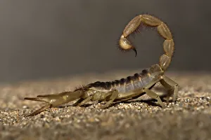 Nature wildlife/michael l baird photography/giant desert hairy scorpion hadrurus arizonensis Nature wildlife/michael l baird photography/giant desert hairy scorpion hadrurus arizonensis