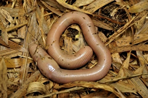 Giant Earthworm -Lumbricidae- at the foot of the Gahinga Volcano Giant Earthworm -Lumbricidae- at the foot of the Gahinga Volcano