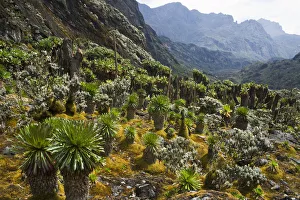 Giant Groundsels -Dendrosenecio- in the Rwenzori Mountains, Uganda Giant Groundsels -Dendrosenecio- in the Rwenzori Mountains, Uganda
