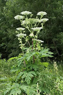 Giant hogweed or giant cow parsley -Heracleum mantegazzianum-, Allgaeu, Bavaria, Germany, Europe Giant hogweed or giant cow parsley -Heracleum mantegazzianum-, Allgaeu, Bavaria, Germany, Europe