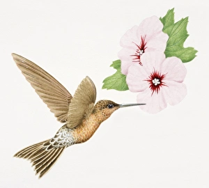 Giant Hummingbird, Patagona Gigas, golden brown bird in flight with a long beak next to Giant Hummingbird, Patagona Gigas, golden brown bird in flight with a long beak next to