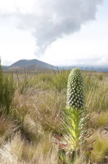Giant Lobelia -Lobelia deckenii-, cloud above the extinct Kifinika Hill volcano Giant Lobelia -Lobelia deckenii-, cloud above the extinct Kifinika Hill volcano