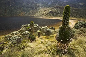 Giant Lobelia -Lobelia deckenii- surrounded by tussock on Bujuku Lake Giant Lobelia -Lobelia deckenii- surrounded by tussock on Bujuku Lake