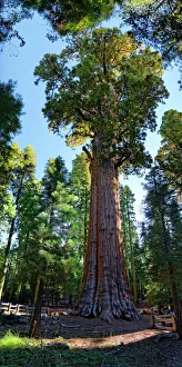 Giant sequoia General Sherman -Sequoiadendron giganteum- in the Giant Forest, Sequoia National Park, California Giant sequoia General Sherman -Sequoiadendron giganteum- in the Giant Forest, Sequoia National Park, California