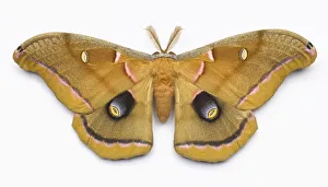 Giant silk moth (male) on white background, overhead view Giant silk moth (male) on white background, overhead view