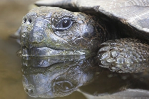 Giant Tortoise (Geochelone elephantopus) in water, close-up Giant Tortoise (Geochelone elephantopus) in water, close-up