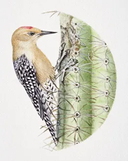Gila Woodpecker, Melanerpes uropygialis, pecking at a cactus Gila Woodpecker, Melanerpes uropygialis, pecking at a cactus