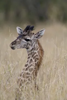 Giraffe (Giraffa camelopardalis) calf in tall grass, close-up Giraffe (Giraffa camelopardalis) calf in tall grass, close-up