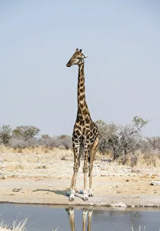 Giraffe -Giraffa camelopardalis- at the Kalkheuwel waterhole, Etosha National Park, Namibia Giraffe -Giraffa camelopardalis- at the Kalkheuwel waterhole, Etosha National Park, Namibia