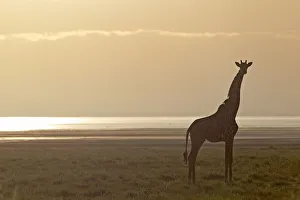 Giraffe -Giraffa camelopardalis- in the morning light, Lake Manyara National Park, Tanzania, Africa Giraffe -Giraffa camelopardalis- in the morning light, Lake Manyara National Park, Tanzania, Africa