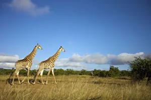 Two Giraffe (Giraffa Camelopardalis) walking Two Giraffe (Giraffa Camelopardalis) walking